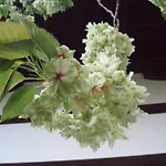 Kamuroan